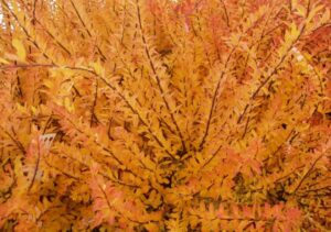 Спирея Тунберга “Oгонь”  (Ogon) купить по цене от 340.00р. в интернет-магазине «Посадика» с доставкой почтой в в Москве и по всей России – [изображение №1].