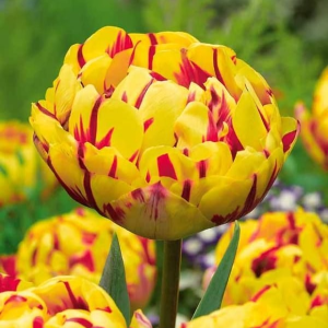 Тюльпан махровый Голден Ницц купить по цене от 361р. в интернет-магазине «Посадика» с доставкой почтой в в Москве и по всей России – [изображение №1].