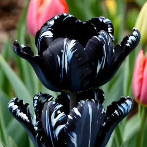 Тюльпан Шелк Нуар купить по цене от 219р. в интернет-магазине «Посадика» с доставкой почтой в в Москве и по всей России – [изображение №1].